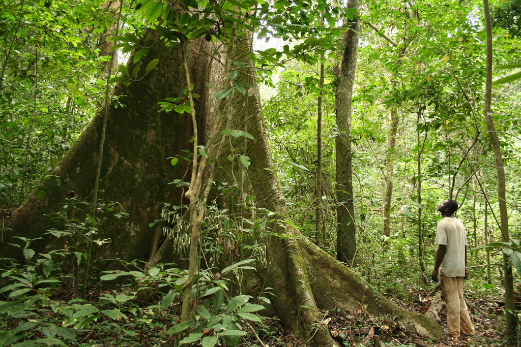 Ngoài gỗ, rừng còn có đem về nhiều giá trị khác, ví dụ như bán dịch vụ môi trường.