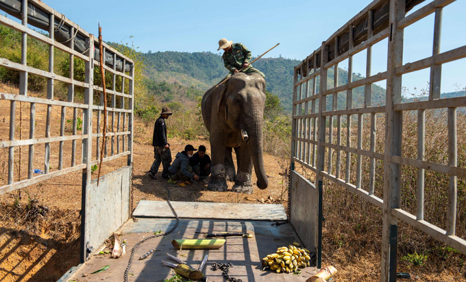 Các nhân viên Tổ chức Động vật Châu Á đưa voi Y Khun lên xe chở về Vườn Quốc gia Yók Đôn. Ảnh: T.T.