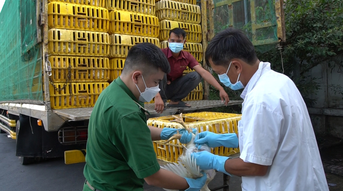 In order to prevent influenza A/H5N1, poultry being transported into the city are randomly tested for the cycle of the avian influenza virus, of which there are early warnings.  Photo: Le Binh