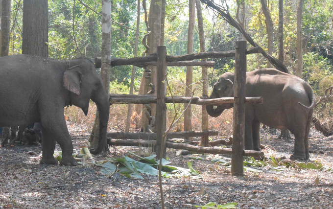 Voi Ta Nuôn và Y Khun được thả tại Vườn Quốc gia Yók Đôn để tham gia mô hình mô hình trải nghiệm voi thân thiện. Ảnh: T.T.