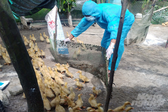 Direct consultation, but currently Quang Tri province's agricultural sector is struggling with the problem of recruiting veterinary staff.  Photo: Vo Dung.