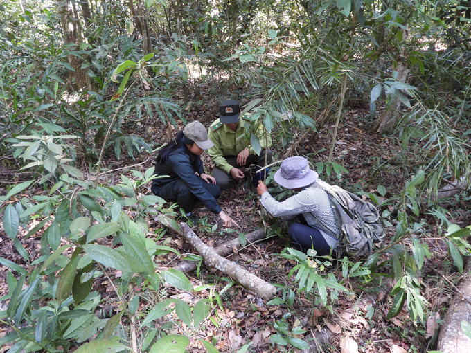 Lực lượng bảo vệ rừng VQG Cát Tiên tuần tra, phát hiện xử lý bẫy động vật hoang dã. Ảnh: Trần Trung.