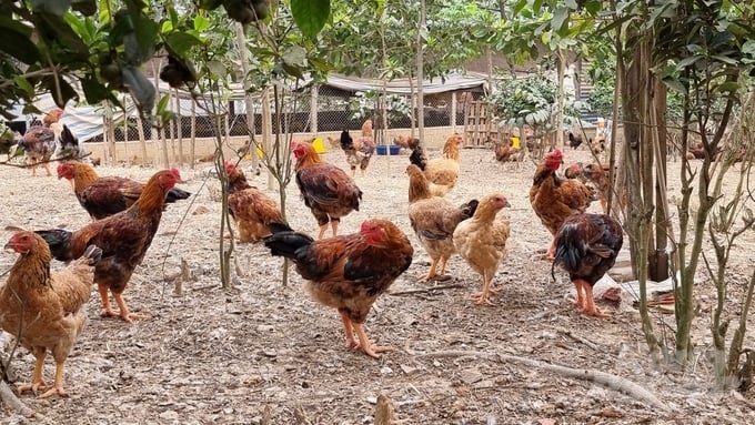 Mô hình gà nuôi gà bán chăn thả tại xã Phục Linh, huyện Đại Từ. Ảnh: Toán Nguyễn.