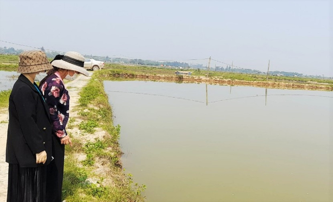 The stocking density of shrimp is too sparse and shrimp is mixed with many other crustaceans, so when they are sick, specialized agencies lose a considerable amount of time to retrieve samples for testing. Photo: Thanh Nga.