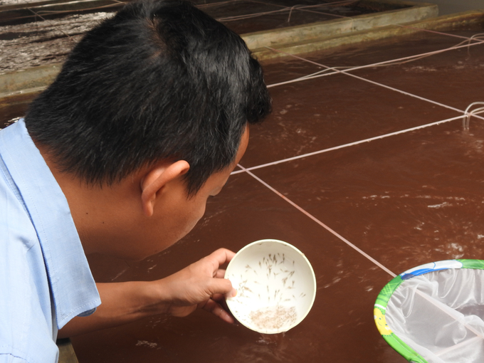 The selection of quality shrimp seed plays a very important role in limiting harmful diseases. Photo: Thanh Nga.