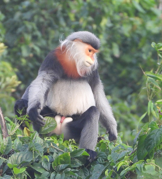 Gray-shanked douc langur was discovered in the Phu Mo highland commune's forests. Photo: Huy Tinh.