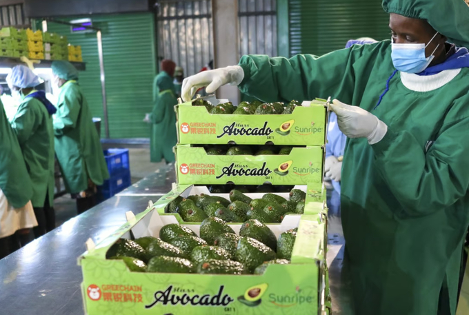 A staff member stacks boxes of fresh avocados at the Sunripe factory in Limuru, Kenya, in August. Photo: Xinhua