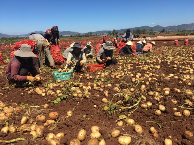 Sustainable potato production consistently gives high yield. Photo: Tuan Anh.