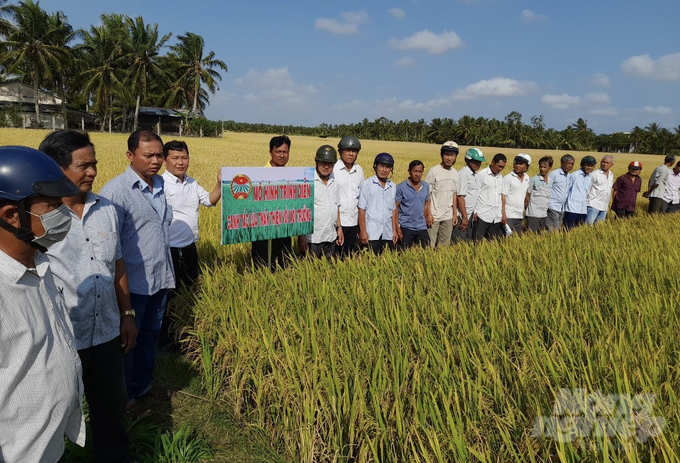 Khám phá với hơn 53 về mô hình trồng dừa xiêm mới nhất  Tin học Đông Hòa