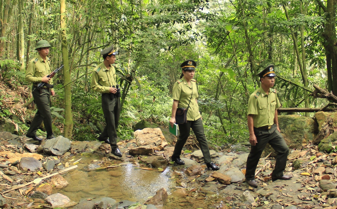 Forest rangers are patrolling the forest.