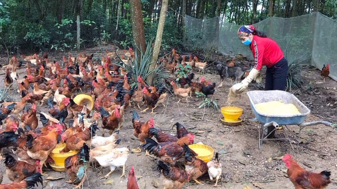 Người chăn nuôi lãi đậm nhờ giá 'Gà đồi Phú Bình' duy trì trên 80.000đ/kg từ hơn 1 năm nay. Ảnh: Toán Nguyễn.