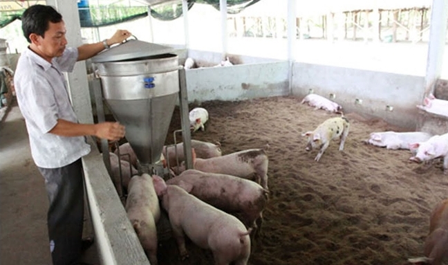Ứng dụng đệm lót sinh học trong chăn nuôi lợn.