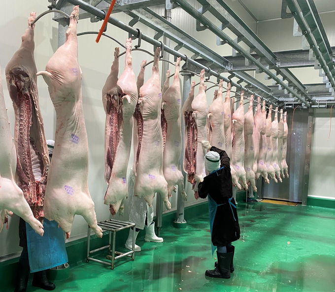 Products from concentrated animal slaughterhouses to consumers are secured in terms of food hygiene and safety. Photo: DT.