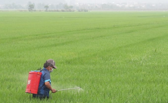 Toàn tỉnh Thừa Thiên - Huế đã có 1.300ha lúa bị bệnh đạo ôn, trong đó tập trung chủ yếu ở giống lúa J02. Ảnh: Công Điền.