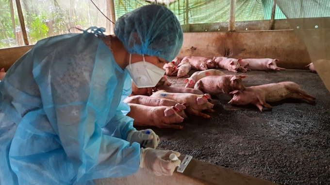 Rapid test for African swine fever at the barn. Photo: Minh Dam.