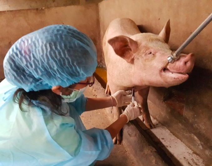 Expert from Tien Giang Department of Livestock Production and Animal Health taking blood samples of sick pigs. Photo: Minh Dam.