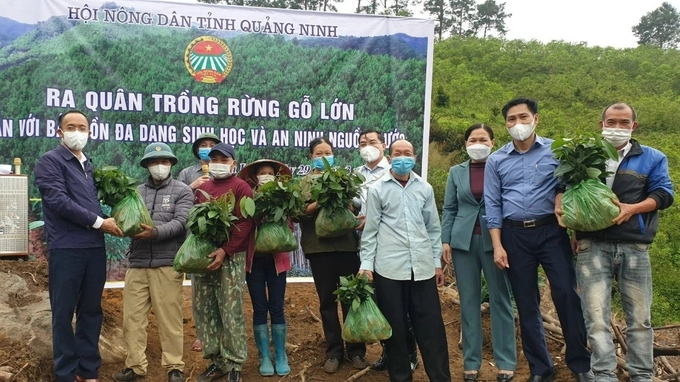 Quang Ninh province concentrates resources on planting new large timber forests. Photo: Nguyen Thanh.