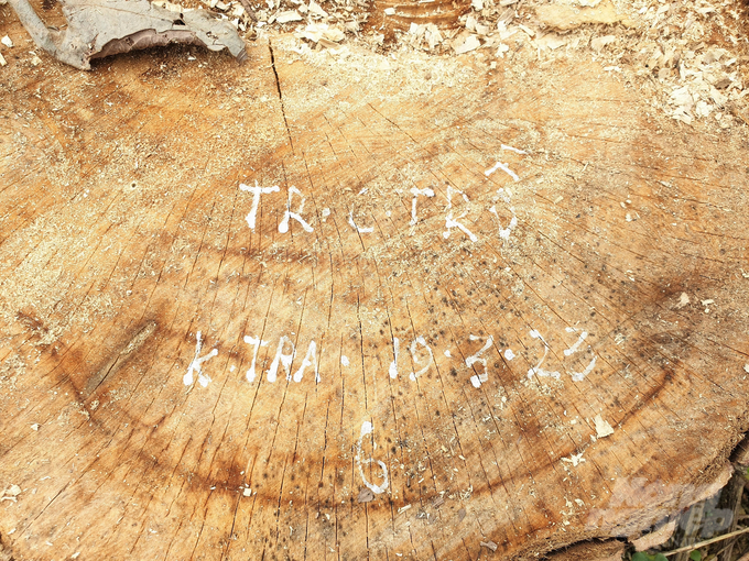 Sau khi phát hiện sự việc, chủ rừng tổ chức kiểm tra, kiểm đếm có khoảng 20 cây rừng tự nhiên bị chặt phá, chủ yếu gỗ nhóm V đến nhóm VIII như cây Trồ (tên gọi địa phương), dẻ, sung...