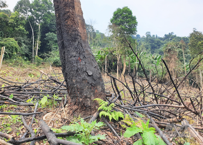Những cây gỗ tự nhiên bị đốt cháy sém, chảy nhựa.