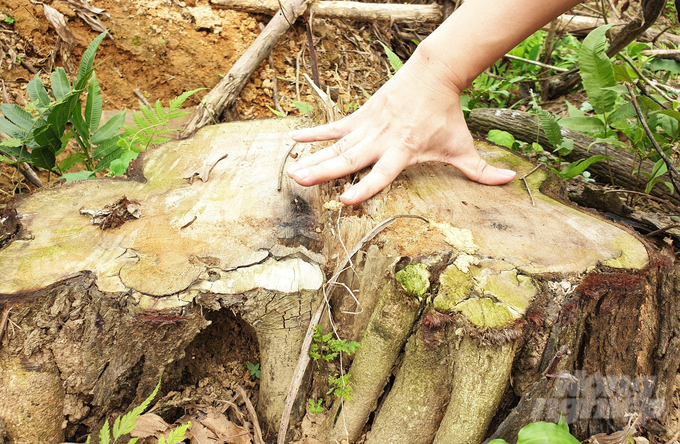 Nhiều gốc cây có đường kính hơn 40cm bị đốn hạ.