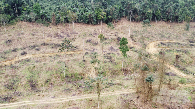 BQL rừng phòng hộ Hương Khê đang quản lý 31.000ha rừng; trong đó Trạm BVR Cây Trồ, thôn Phú Lâm quản lý diện tích 8.000 ha. Có 2.900 ha rừng Ban này hợp đồng giao khoán bảo vệ với hơn 200 hộ dân trên địa bàn huyện Hương Khê.
