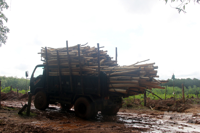 Tuy nhiên, người dân Quảng Trị chưa mặn mà với trồng rừng gỗ lớn có chứng chỉ FSC. Ảnh: Võ Dũng.