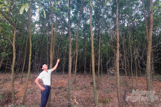 Quảng Trị giàu tiềm năng để trở thành trung tâm gỗ nguyên liệu rừng trồng của khu vực miền Trung. Ảnh: Võ Dũng.
