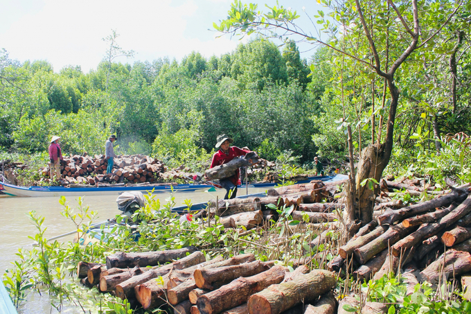 The locals of the U Minh Ha area are benefiting greatly economically from extensive timber afforestation. Photo: Trung Chanh.