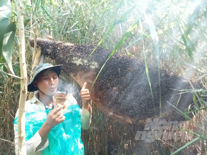 Beekeeping is a cultural aspect unique to the U Minh people. Photo: Trung Chanh.