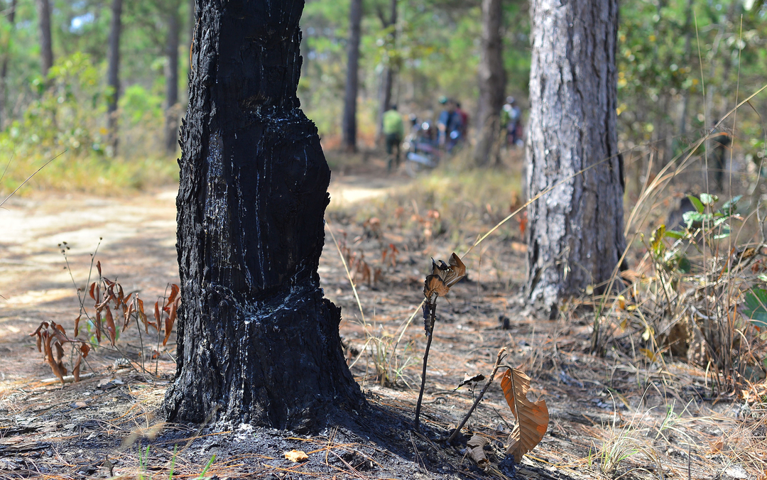Ngoài việc khoan, đục lỗ đổ thuốc độc triệt hạ rừng thông, lực lượng chức năng cũng ghi nhận nhiều cây thông trong phạm vi dự án Công ty Sài Gòn - Đại Ninh chết do bị đốt. 