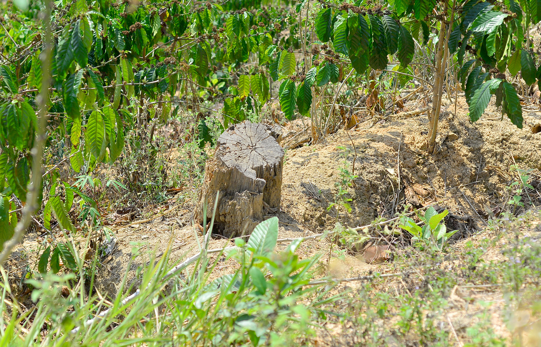 Vào tháng 10/2020, Hạt Kiểm lâm huyện Đức Trọng có báo cáo số 816/BC-KL về việc kiểm tra, truy quét ngăn chặn tình trạng phá rừng, khai thác rừng trái phép và tình hình vi phạm quản lý đất đai trên lâm phần do Công ty Sài Gòn – Đại Ninh quản lý.