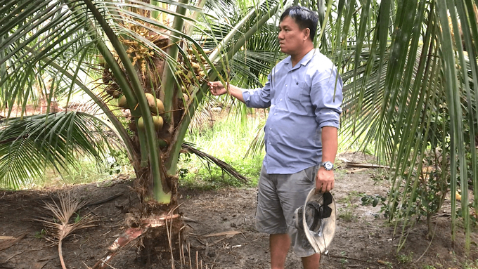 Không chỉ Trà Vinh, nhiều tỉnh ĐBSCL hiện nay cũng đang mở rộng canh tác dừa theo hướng hữu cơ. Ảnh: Hồ Thảo.