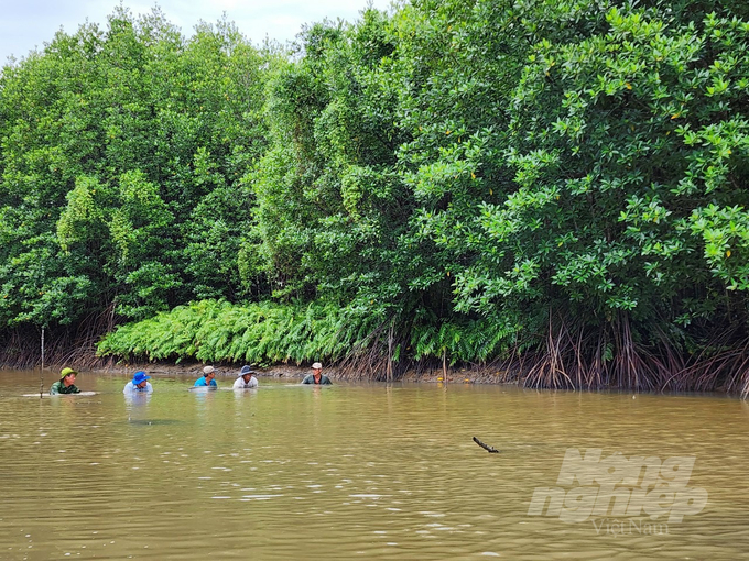 Mangroves provided livelihoods for many households in Ca Mau. Photo: Trong Linh.