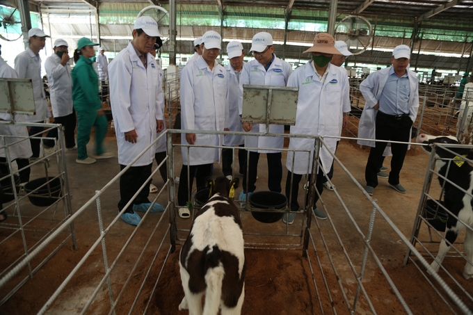 Đoàn công tác do Bí thư Tỉnh ủy Tây Ninh dẫn đầu thăm và làm việc tại trang trại bò sữa Tây Ninh. Ảnh: Trần Trung.