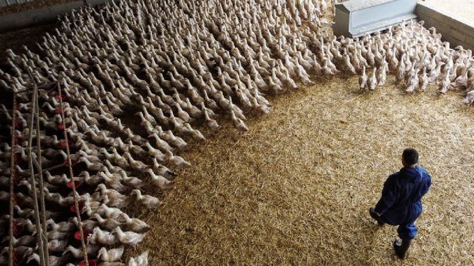 Ducks farm in France, Jan- 24. Photo: Reuters 