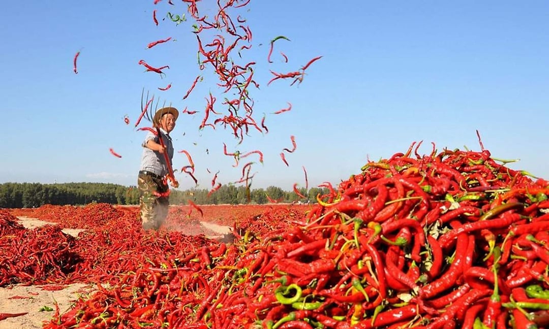 Xuất khẩu ớt là hướng đi được nhiều người dân, doanh nghiệp hướng đến.