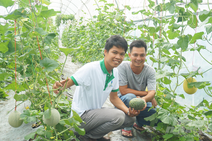 Planting cantaloupe under control creates safe and quality products. Photo: Huu Duc.