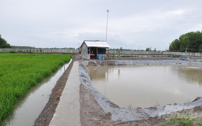 Rice cultivation and fish farming protect the green, clean, and safe living environment. Photo: Huu Duc.