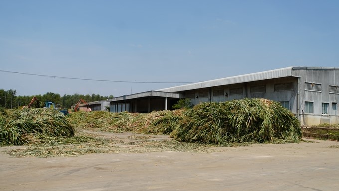 The farmers' biomass corns are brought to the company's factory to be processed as food for dairy cows. Photo: Tran Trung.