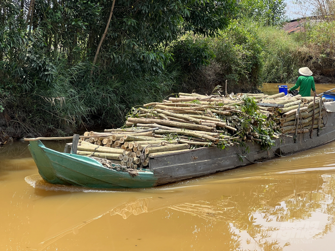 According to Ca Mau province's forestry sector, acacia hybrid trees are currently benefitting from a high economic value as well as a stable output market. Photo: Trung Chanh.