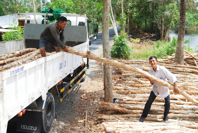 According to many households in the U Minh Ha forest stand, the price of Melaleuca has dropped sharply since the beginning of the Covid-19 pandemic. Subsequently, each hectare of Melaleuca onlyyielded a profit of between 50 and 60 million VND. Prior to the pandemic, the profit is three times higher at between 160 and 200 million VND per hectare. Photo: Trong Linh.