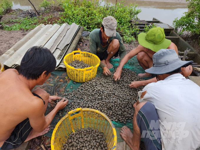 People also earn high profits from farming blood cockles, clams, shrimps, crabs, fish, etc., under the mangrove canopy. Photo: Trung Chanh.