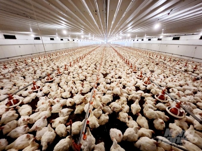 The chicken farm is certified as disease-free by 3F Viet Joint Stock Company in Thuong Xuan district, Thanh Hoa province, with a scale of 20 barns and a capacity of 2.4 million heads a year. Photo: Quoc Toan.