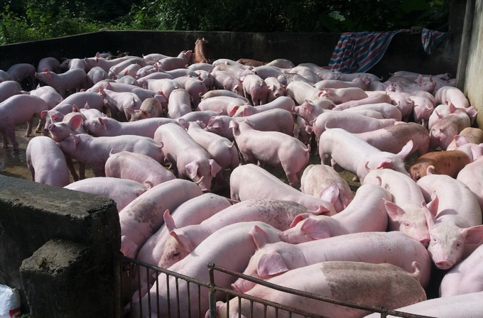 Farmers are currently losing 1 million dong for every commercial pig raised. Photo: Thanh Nga. 