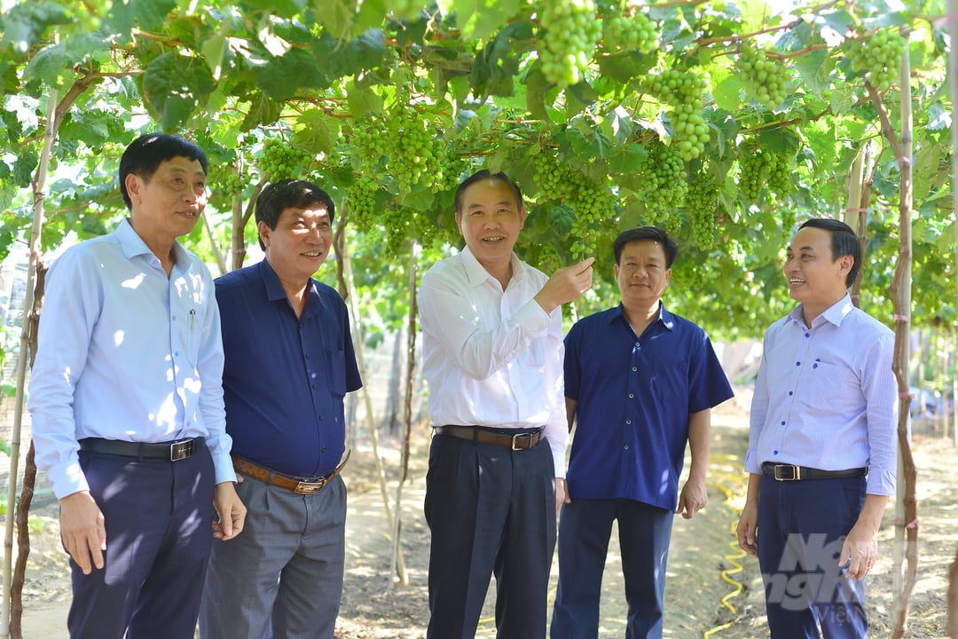 Thứ trưởng Bộ NN-PTNT Phùng Đức Tiến cùng đoàn công tác thăm mô hình nông dân sản xuất các giống nho của Viện Nha Hố. Ảnh: Minh Hậu.
