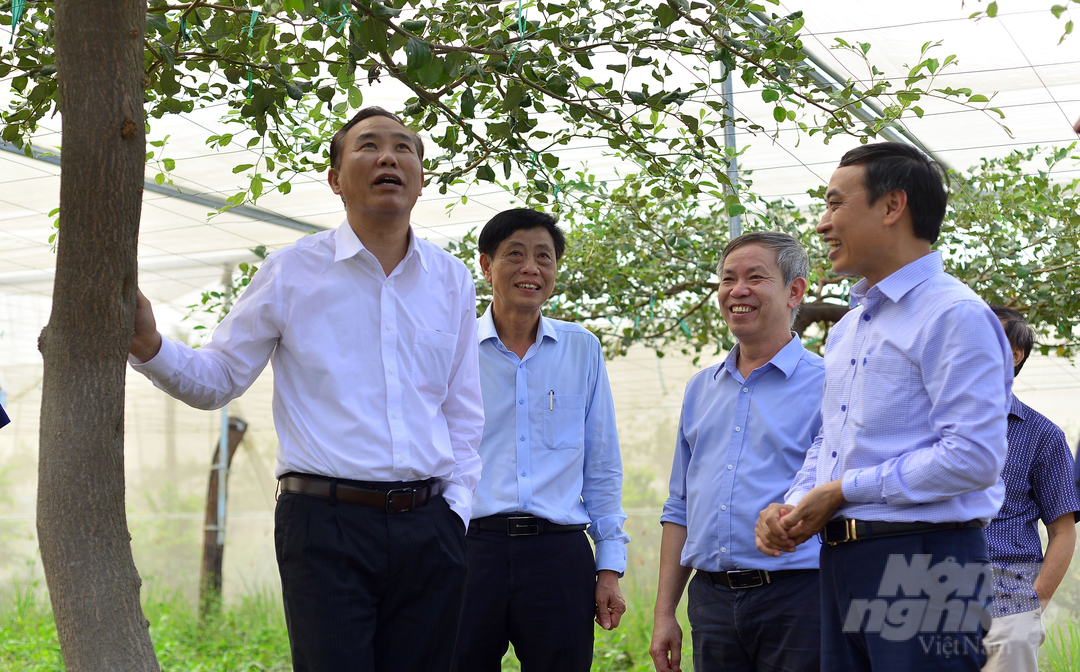 Thứ trưởng Bộ NN-PTNT Phùng Đức Tiến thăm mô hình trồng táo tại Viện Nha Hố. Ảnh: Minh Hậu.