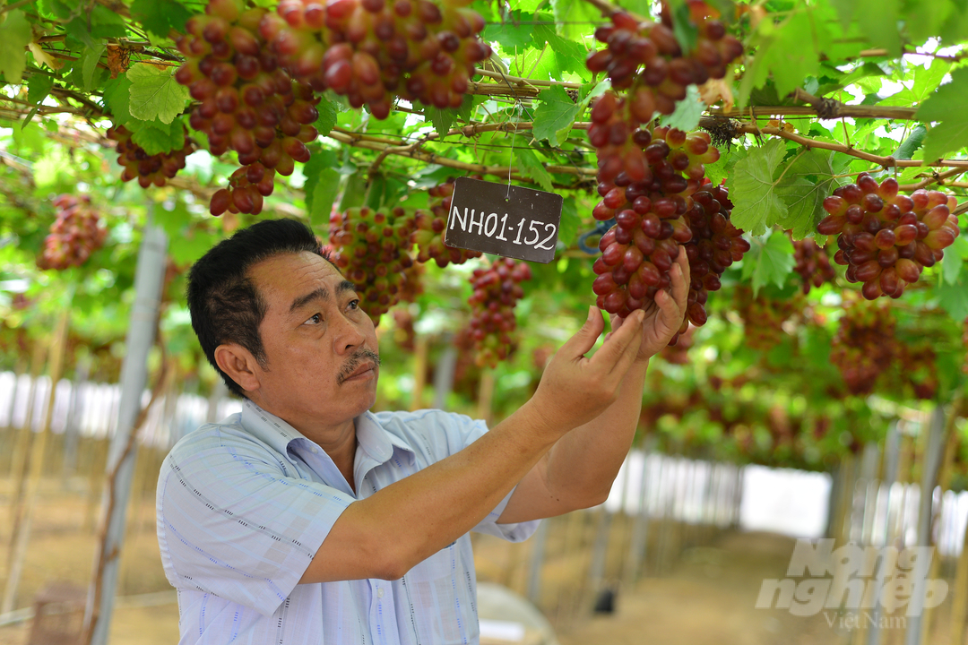 Mô hình ứng dụng công nghệ cao trồng giống nho NH01-152 của Viện Nha Hố đảm bảo sản xuất an toàn 2 vụ/năm, năng suất trên 15 tấn/ha/vụ, giảm lao động và mang lại doanh thu trên 1,5 tỷ đồng/ha/vụ. Ảnh: Minh Hậu.