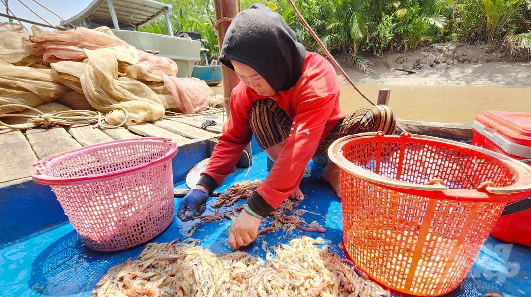 Đứng trước nguy cơ cạn kiệt nguồn lợi hải sản, tỉnh Sóc Trăng triển khai nhiều mô hình nhằm hỗ trợ ngư dân vùng ven biển chuyển đổi nghề. Ảnh: Kim Anh.