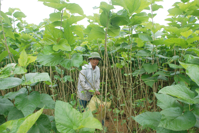 Việc nhà máy ươm tơ đi vào hoạt động sẽ giúp nông dân Yên Bái không còn lo cảnh đầu ra cho sản phẩm. Ảnh: Tuấn Anh. 