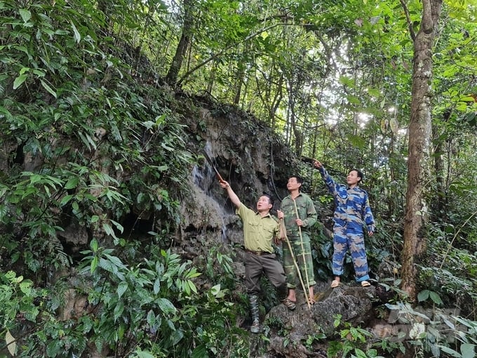 Hiện nay, Tuyên Quang là địa phương là tỉnh dẫn đầu cả nước về tỷ lệ che phủ rừng. Ảnh: Đào Thanh.